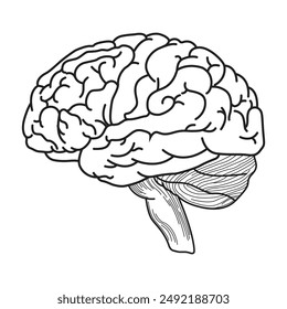 brain silhouette icon Simple view of the brain, thin line vector illustration of the human brain in flat style, black and white.