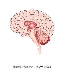 brain silhouette icon Simple view of brain, thin line vector illustration of human brain in pink flat style.