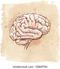 Brain Sketch