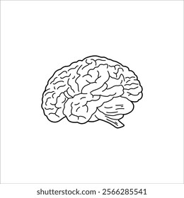 brain sketch drawing artwork handmade illustration