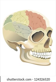 Brain in skull