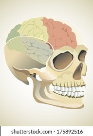 Brain in skull