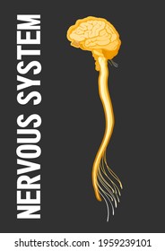 brain, spinal cord, nerve endings, vector illustration, educational black background vertical poster