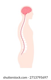 Ilustração de vetor do cérebro e da medula espinhal