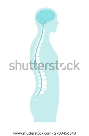 Brain and spinal cord vector illustration