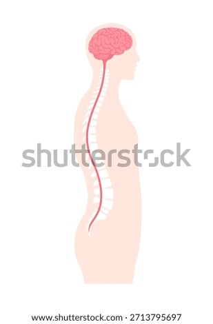 Brain and spinal cord vector illustration