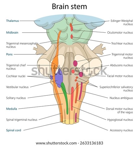 brain stem, including thalamus, pons, medulla, and associated cranial nerve nuclei diagram hand drawn schematic vector illustration. Medical science educational illustration