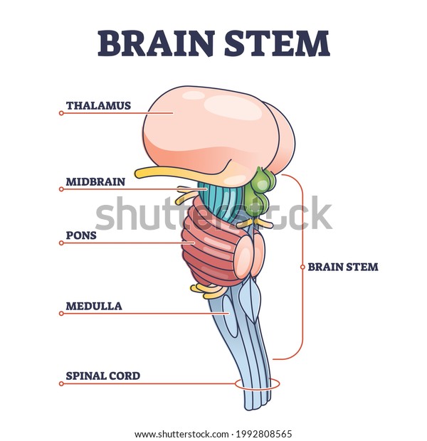 Brain stem parts anatomical model in educational\
labeled outline diagram. Biological sections location with titles\
scheme vector illustration. Thalamus, midbrain, pons, medulla and\
spinal cord graph.