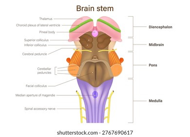 Brain stem vector. Human brain anatomy. Diencephalon, Midbrain, pons and medulla. Thalamus anatomy.