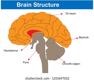 Brain structure - Biology Course helper shapes, human body, cell, joints and bones