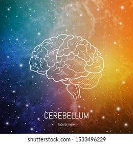 Brain Structure. Cerebral Cortex, Cerebellum And Brain Stem Scientific Medical Neuro Biology Illustration In Front Of Outer Space Futuritic Background
