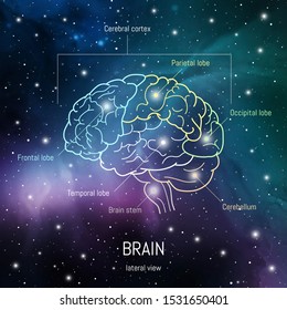 Brain structure. Cerebral cortex, frontal, parietal , occipital and temporal lobes, cerebellum and brain stem scientific medical neuro biology illustration in front of outer space futuritic background