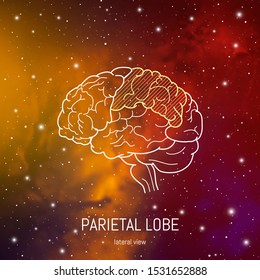 Brain structure. Cerebral cortex and lateral view of parietal lobe  scientific medical neuro biology illustration in front of outer space futuritic background