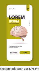 brain structure human internal organ biology anatomy healthcare concept smartphone screen mobile app vertical copy space flat vector illustration