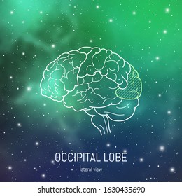 Brain Structure. Visual Cortex. Cerebral Cortex, Occipital Lobe Scientific Medical Neuro Biology Illustration In Front Of Outer Space Futuritic Background