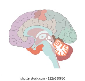 The brain structures and locations of the basal nucle