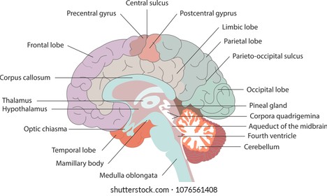 The brain structures and locations of the basal nuclei. Vector illustration
