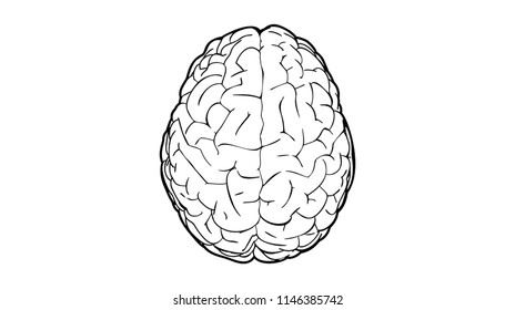Brain top view line art drawing illustration isolated on white background