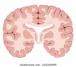 Brain Transverse Section - Illustration as EPS 10 File