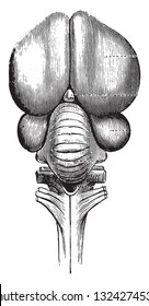 Gehirn der Truthahn und Schädelnerven, oben gesehen, vintage gravierte Illustration. von Zoologie Elements aus Paul Gervais.