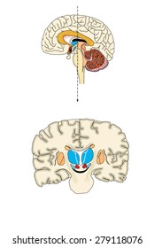 The brain in two places of section, showing the areas involved in the development of Parkinson's disease. Created in Adobe Illustrator.  EPS 10.