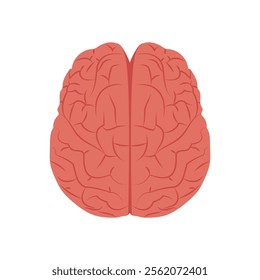 Brain Upper View, Human Body Part Illustration