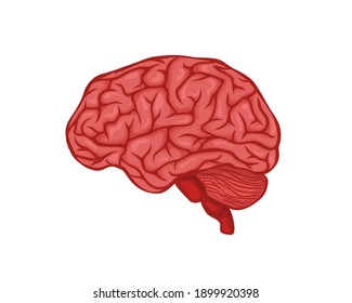 Brain vector design. Realistic anatomy pictures. Human body internal organs