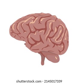 Brain vector Human organs digital design graphic 2d hd illustration