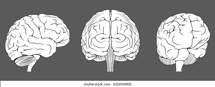 Brain. Vector illustration.