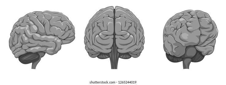 Brain. Vector illustration.