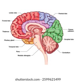 Brain vector illustration with detailed parts of the brain for education. Human brain icon, human brain vector illustration