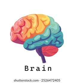 Brain, vector illustration, flat design, human brain, vibrant color palette, rainbow