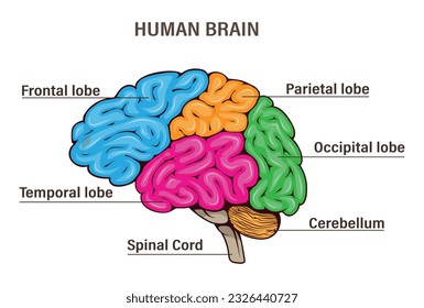 Brain. Vector illustration of a human  internal organ, anatomy. Medical structure