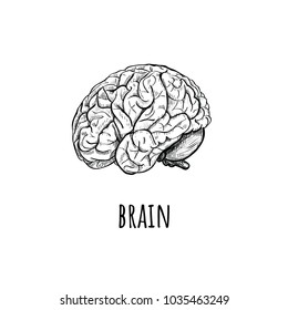Brain. Brain Vector Illustration. Brain side view.