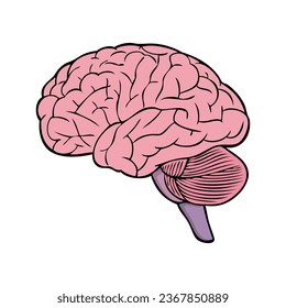 ilustración del vector del cerebro, aislado en fondo blanco, vista superior