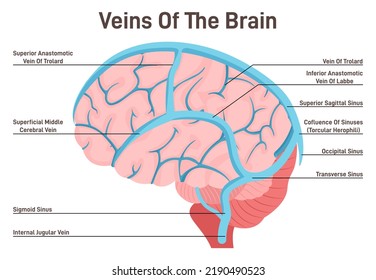 Brain Veins. Circulatory System, The Main Veins And Arteries Of The Head, Blood Vessels Running Under The Skull. Flat Vector Illustration