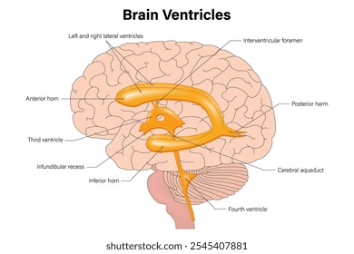 Vetor de ventrículos cerebrais. Anatomia do sistema ventricular Cérebro humano.