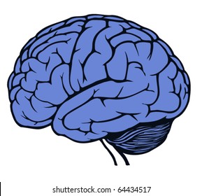 brain for web design