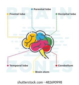 Brain Zones Scheme. Colorful Infographics of Different Lobes in Line and Flat Style. Isolated.