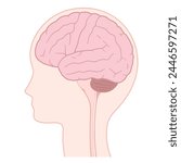 Brain_Illustration of the lateral aspect of the cerebrum_side view