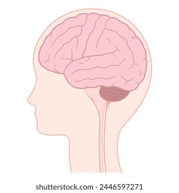 Brain_Illustration of the lateral aspect of the cerebrum_side view