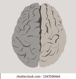 brains on gray background, top view, vector