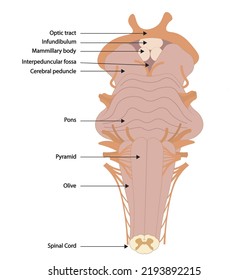 Brainstem illustration with the structures names. Ventral view of brainstrem. 