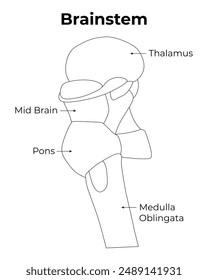 Brainstem Science Design Illustration Diagram