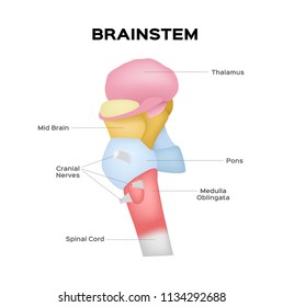 brainstem vector / organ