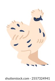 Brama chickens breed vector illustration