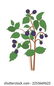 Bramble fruits on bush flat icon Agriculture. Vector illustration