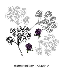 Brambleberry. Liner vector illustration on white background