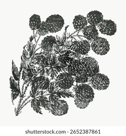 Brambles vintage fruit illustration, vector isolated on white. Vintage fruit illustration isolated on white, vector. Hand drawn berry illustration vector.