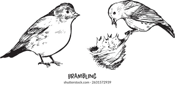Conjunto de desenho de tinta, esboços de observação de pássaros de duas poses: sentado e alimentação. Woodland pássaro preto e branco esboços, isolado em branco, simples estilo texturizado mínimo.